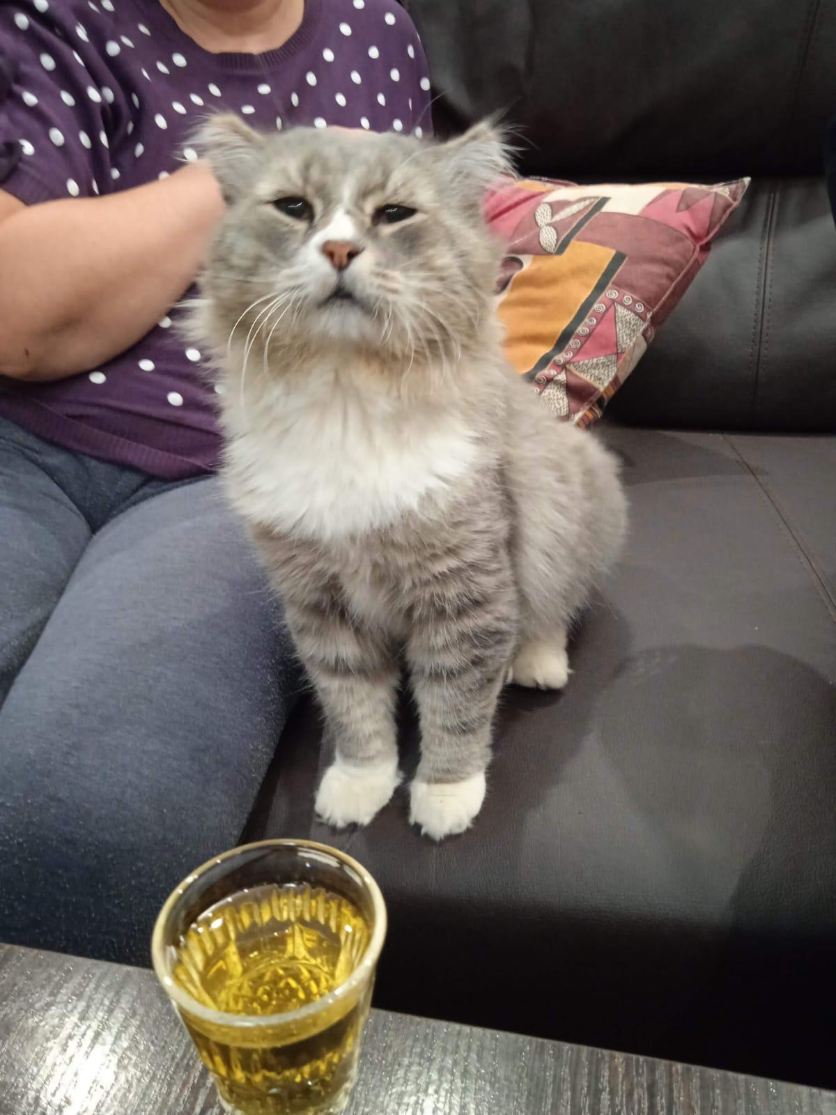 Фото В снегу и за рулем: в Новосибирске опубликовано свыше 50 фото милых питомцев к Дню кошек 29 - Сиб.ФМ Фото В снегу и за рулем: в Новосибирске опубликовано свыше 50 фото милых питомцев к Дню кошек 29